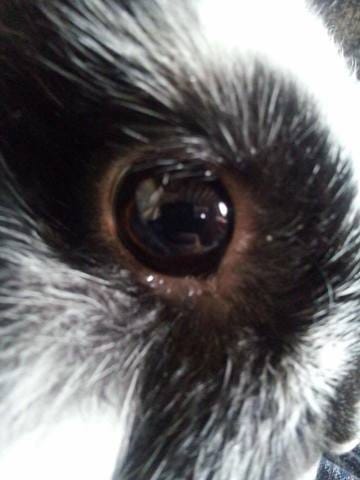 Mon lapin pleure