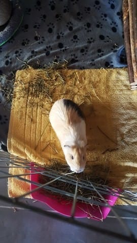 Avis sur mon cochon d'Inde peut être enceinte?