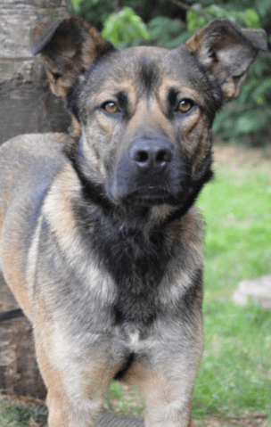 connaître la race de mon chien