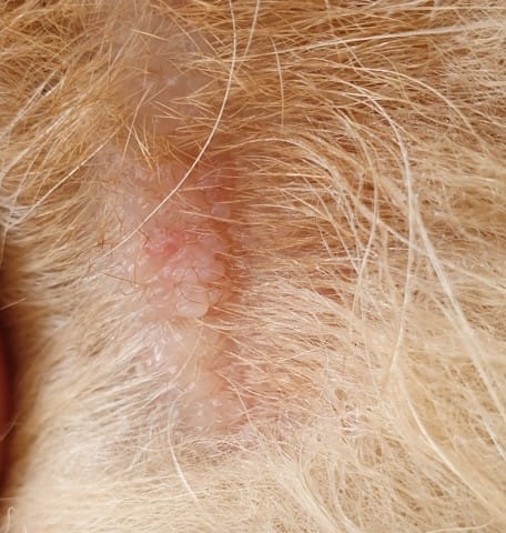 Bulles sur la pates de mon chien