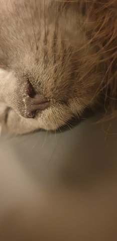 Truffe étrange chaton