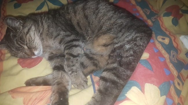 Croûte noir sur la patte de mon chat