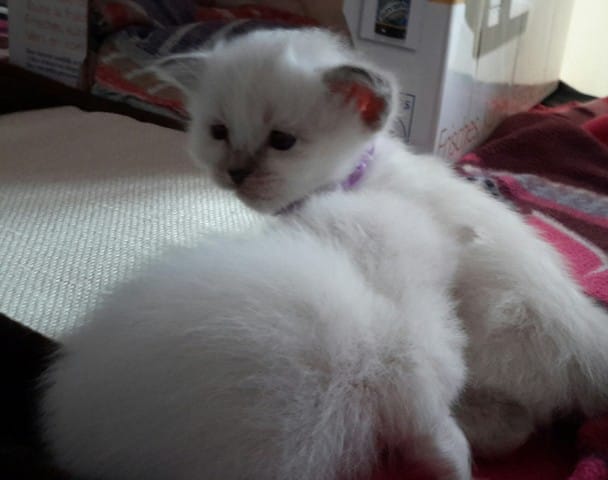 Quelle robe pour ces chatons