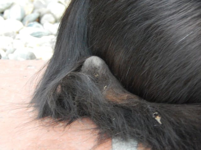 Chat avec quelque chose de bizarre à la queue