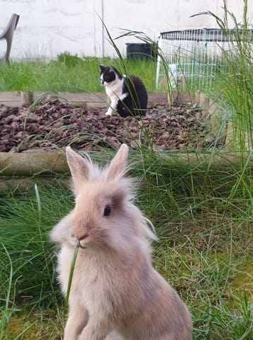 Mon lapin me grogne dessus sans raison