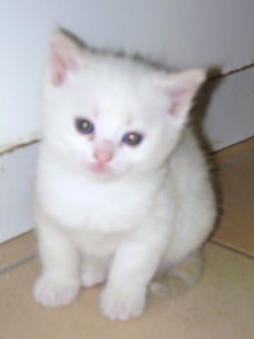 Un prénom pour mon Chaton tout blanc à la queue rousse