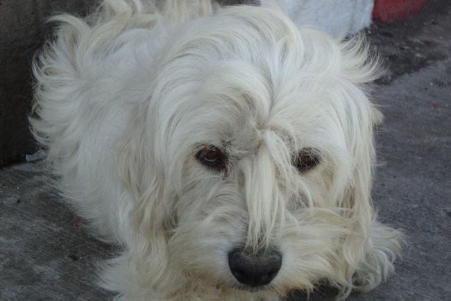 Sauvetage d'un chien et ce que ca implique