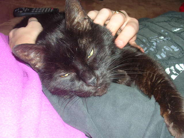 Voyage en voiture avec un vieux chat (15 ans) ?