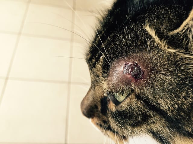 Blessure au-dessus de l'œil