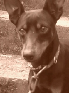 mon chien recherche une petite copine