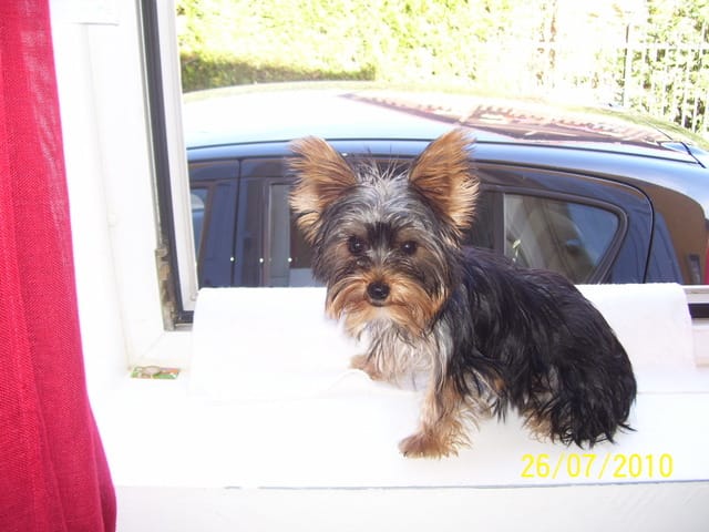 pouquoi ma chienne vomit ...