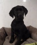 Chiots à vendre