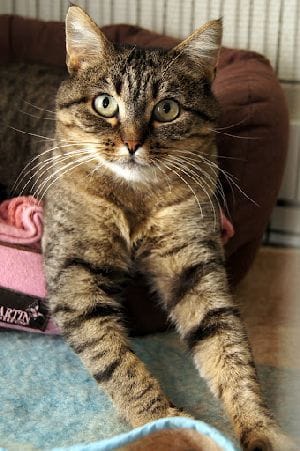 De quelle race est ce chat ?