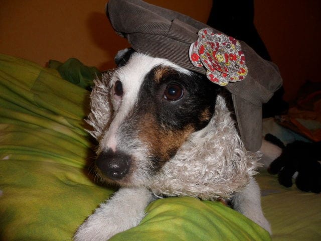 Beauté pour chien