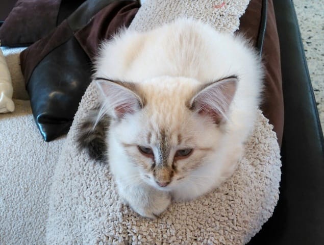 siamois tabby?