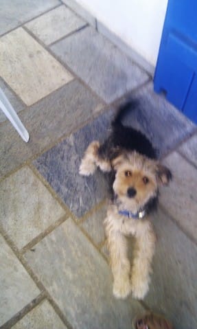 A quelle race appartient mon petit chien ?