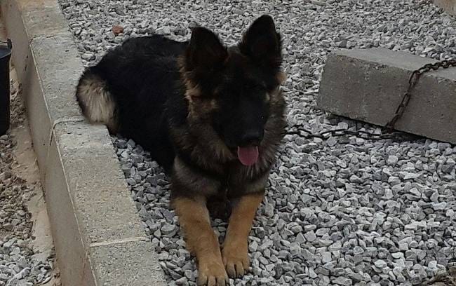 comment connaitre la race de mon chien ?