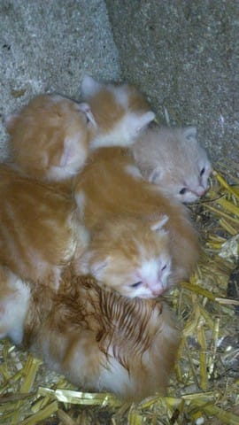 Jeune chatte, déja 2 portées