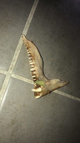 Qui sait de quel animal s'agit il ?