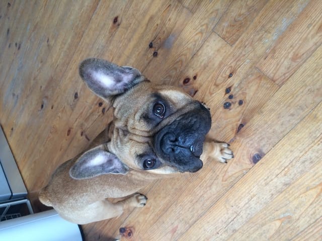 Joey bouledogue français recherche copine pour saillie Lille