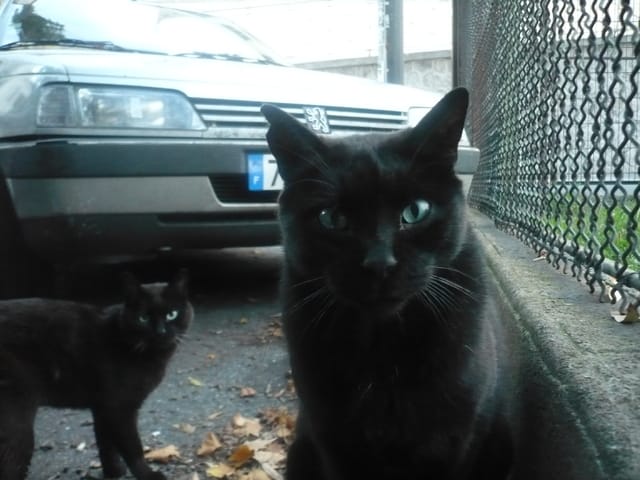 nourrissage de chats des rues