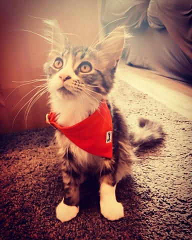 Chaton agressif