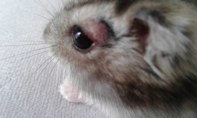 Mon hamster a un problème à l'oeil.