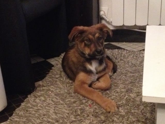 Cherche race de mon chien