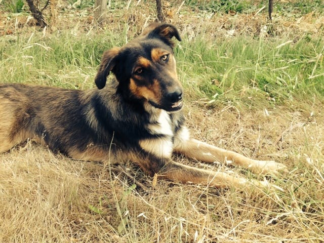 Croisement de ma chienne ?