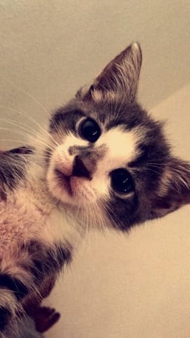Besoin d'aide pour connaître race de mon chat