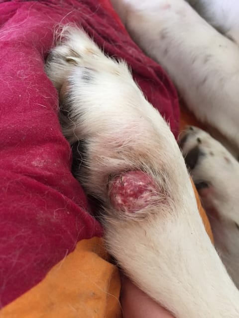 Grosse boule rouge sur la patte arrière de mon gros bébé de 8 mois