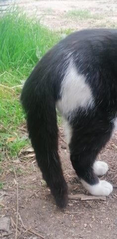 besoin d'aide Cagnotte pour milka