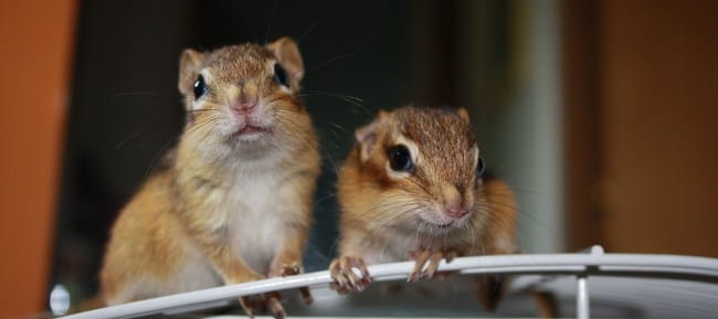 Noms originaux pour mes écureuils :)