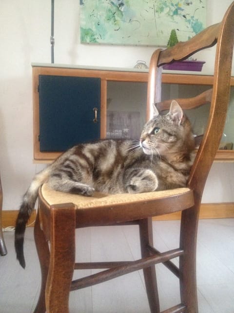 un chat doit beaucoup faire sa toilette ?