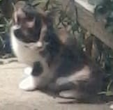 Quel âge ont ses chatons ?