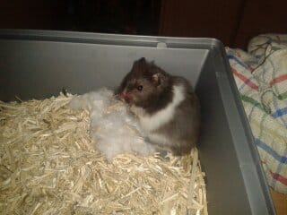 mon hamster se gratte !