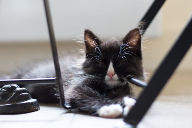 Mon chaton aura-t-il les poils longs ? Courts ? Mi-long ?