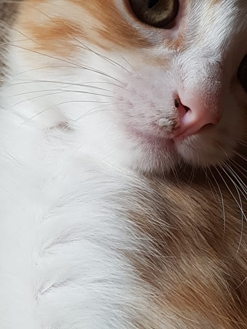 Apparition d'une petite "boule" disgracieuse (cf. Photo)