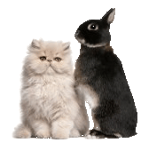 Fête des animaux