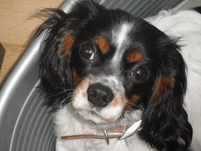 Présentation de Cavalier King Charles