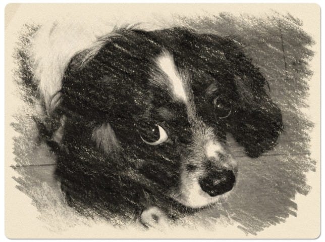 Présentez vos Cavalier King Charles