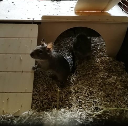 2 Octodons Femelles à Donner
