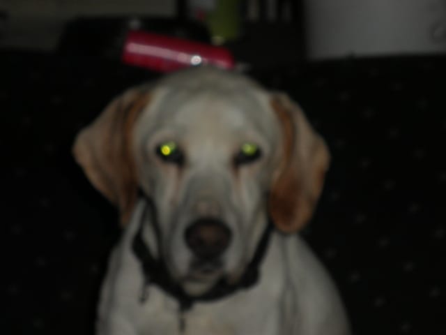 match de chiens