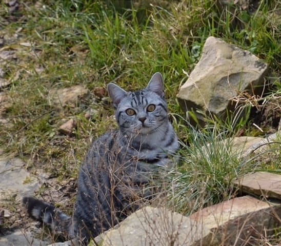 Sortir son chat