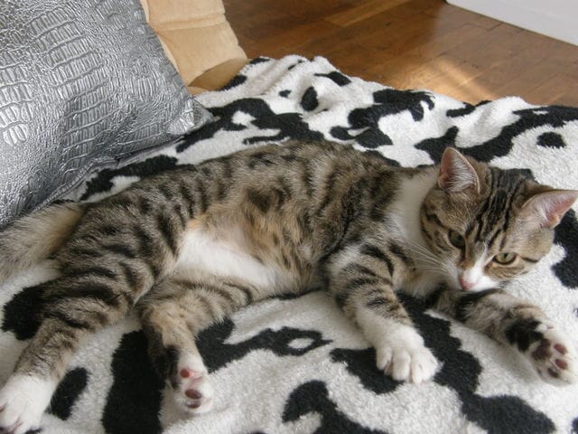 Chat Bengale ou pas ???