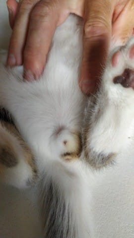 Besoin d'aide Sexe de mon chaton