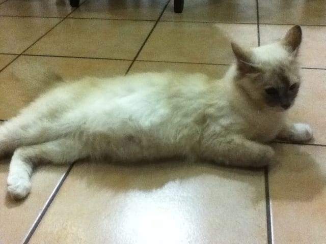Minette en fin de gestation