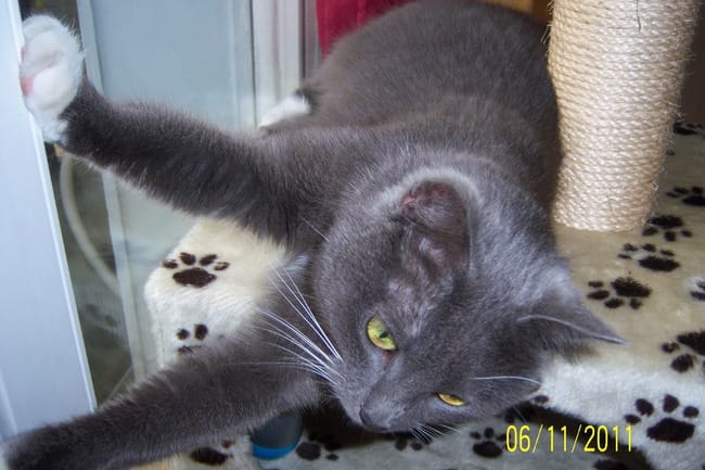 FEMELLE EUROPEENNE A ADOPTER