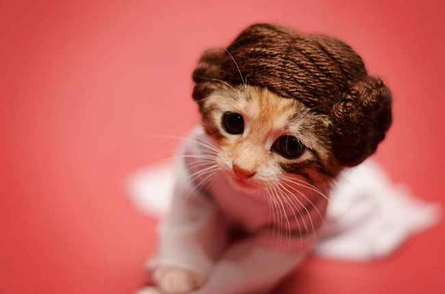 Photo chat et chien drole (star wars)