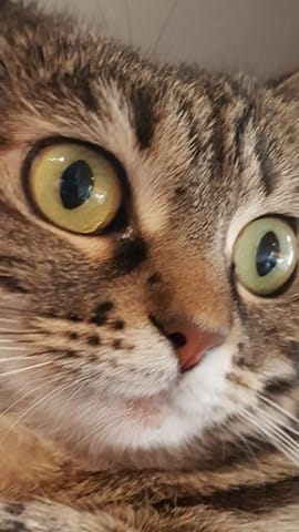 Peau menton de ma chatte